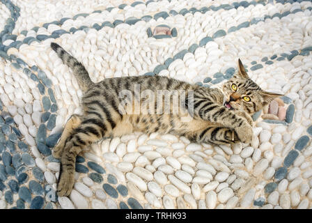 Funny cat kitten playing on a white black Rachel Payette stone mosaic avec formes ornementales dans un village grec square, de la mer Égée, les Cyclades, Grèce Banque D'Images