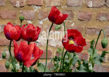 Coquelicots rouges à House Gardens, Eastcote jardin clos historique mis à jour par une communauté de bénévoles dans le quartier de Chelsea, London, UK Banque D'Images