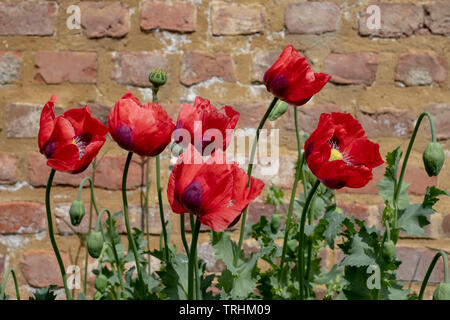 Coquelicots rouges à House Gardens, Eastcote jardin clos historique mis à jour par une communauté de bénévoles dans le quartier de Chelsea, London, UK Banque D'Images