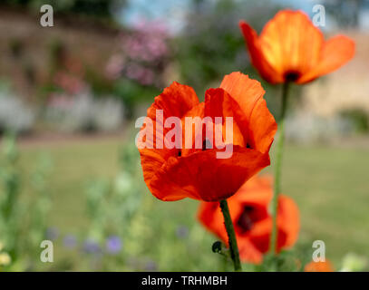 Coquelicots rouges à House Gardens, Eastcote jardin clos historique mis à jour par une communauté de bénévoles dans le quartier de Chelsea, London, UK Banque D'Images