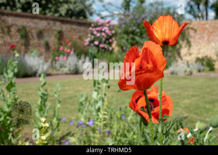 Coquelicots rouges à House Gardens, Eastcote jardin clos historique mis à jour par une communauté de bénévoles dans le quartier de Chelsea, London, UK Banque D'Images