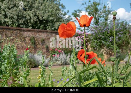 Coquelicots rouges à House Gardens, Eastcote jardin clos historique mis à jour par une communauté de bénévoles dans le quartier de Chelsea, London, UK Banque D'Images