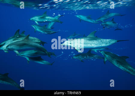Une famille de dauphins tachetés de l'Atlantique au large de Caniçal, Madeira, Portugal Banque D'Images