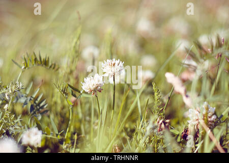 Fleurs blanches de la trèfle, les feuilles d'achillée et autres herbes sauvages poussant dans une clairière, bien éclairée par le soleil Banque D'Images