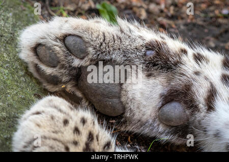 Patte avant droite du persan femelle leopard Banque D'Images