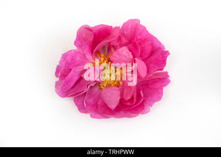 Damscena rose Blossom frm Bulgarie Banque D'Images