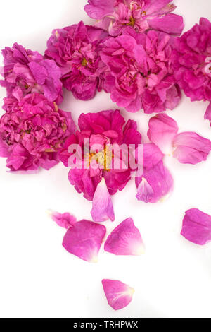 Damscena rose Blossom frm Bulgarie Banque D'Images