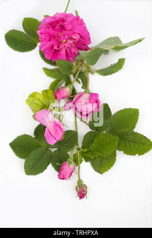 Damscena rose Blossom frm Bulgarie Banque D'Images