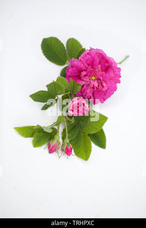 Damscena rose Blossom frm Bulgarie Banque D'Images