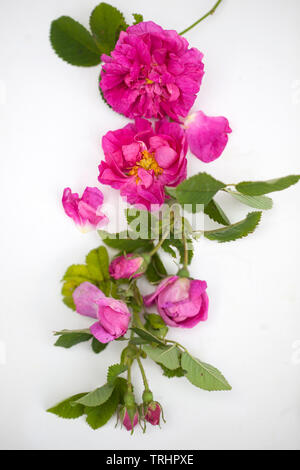 Damscena rose Blossom frm Bulgarie Banque D'Images