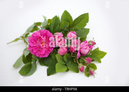 Damscena rose Blossom frm Bulgarie Banque D'Images