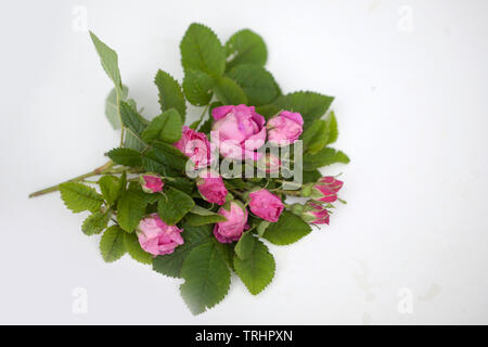 Damscena rose Blossom frm Bulgarie Banque D'Images