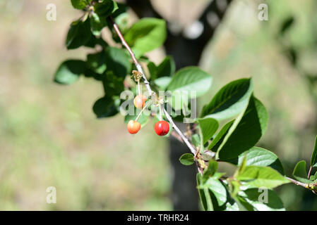 Les baies cerises mûrissent sur un arbre dans le jardin d'été Banque D'Images