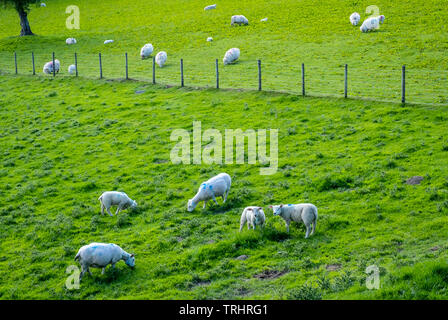 Le pâturage des moutons près du lac Vyrnwy, au milieu de la chaîne de montagnes Berwyn, Powys, Wales Banque D'Images