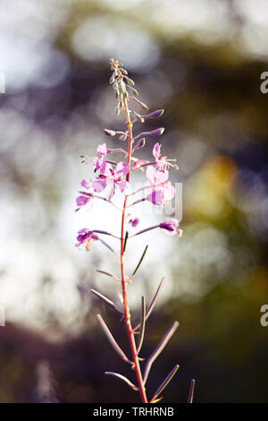 Utile pour des fins médicales magnifiques fleurs roses d'Ivan plateau sur l'arrière-plan de bokeh Banque D'Images