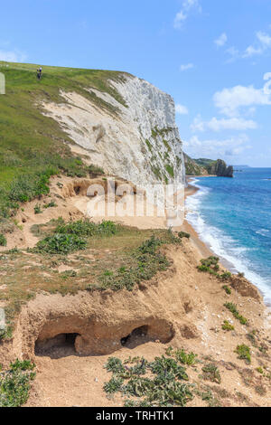 Bat head,marche de durdle door à osmingon bay jurassic côte protégée dorset england uk go Banque D'Images