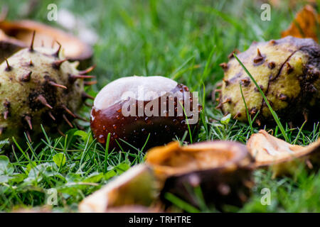 Conkers humides de rosée sur un matin d'automne Banque D'Images