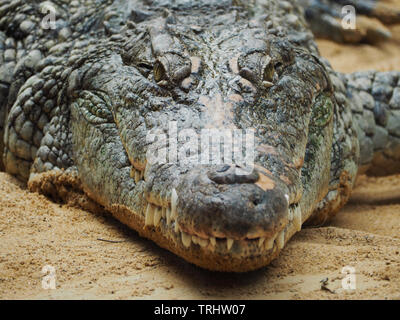 Crocodile posé sur son estomac regardant la caméra dans le Zoo de Cologne Banque D'Images