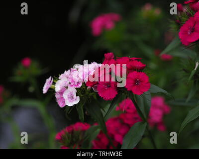 Fleur oeillet rose dianthus close up Banque D'Images