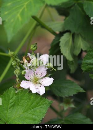 Libre d'un terminal blackberry ( Rubus ) blossom Banque D'Images