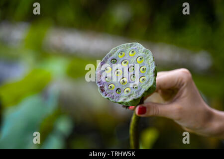 Jeune femme hand holding lotus sacré (Nelumbo nucifera) seeds Banque D'Images