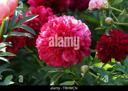 Paeonia Red la grâce. Fleur de pivoine rouge double. Paeonia lactiflora pivoine chinoise (ou même jardin pivoine). Banque D'Images