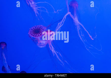 Concept de la vie marine. Les méduses flottant sur fond bleu Banque D'Images