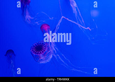 Concept de la vie marine. Les méduses flottant sur fond bleu Banque D'Images