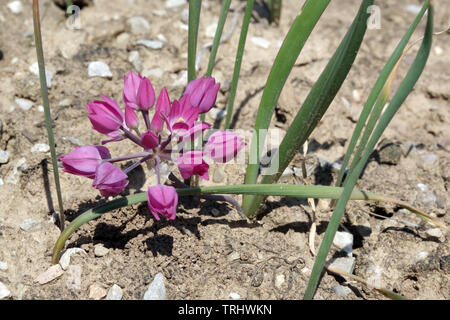 Petit Allium oreophilum, Poireaux Pink Lily Banque D'Images