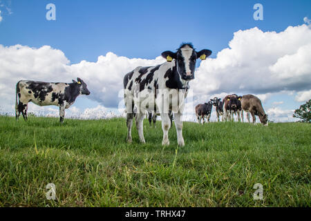 Veaux Holstein Friesian bull, England, UK Banque D'Images