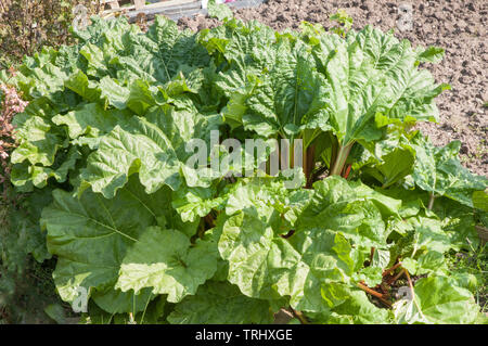 Lit de rhubarbe au début du printemps. La rhubarbe est un légume avec de grandes feuilles vertes non comestibles mais les tiges sont utilisées comme un fruit dans la cuisine. Banque D'Images