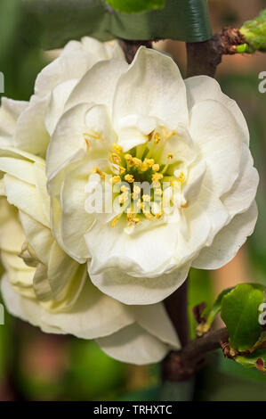 Une vue rapprochée de Chaenomeles speciosa Yukigoten une double fleur blanche qui fleurit au début du printemps et peut être cultivée dans un jardin boisé ou cottage, etc Banque D'Images