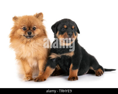 Les petits chiens in front of white background Banque D'Images