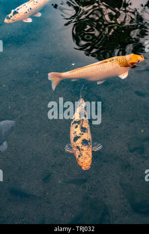 Poissons Koi nageant dans l'étang décoratif. Copy space Banque D'Images