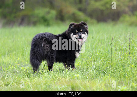 Un Finnish Lapphund chiot à l'extérieur dans un champ d'herbe en été Banque D'Images