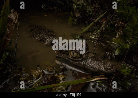 Un jeune caïman à lunettes (Caiman crocodilus) au bord de l'eau attendent la proie de venture fermer. Du parc national Yasuni, en Equateur. Banque D'Images