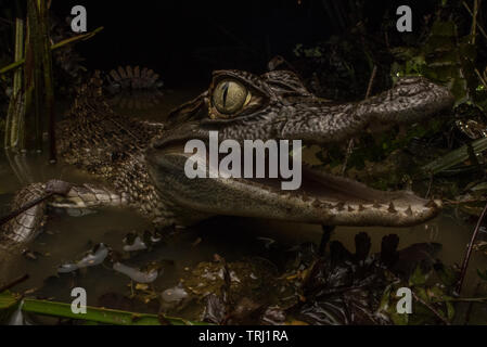 Un caïman à lunettes (Caiman crocodilus) ouvre sa bouche montrant ses dents pointues, un prédateur aquatique nocturne et il se nourrit de petits animaux. Banque D'Images