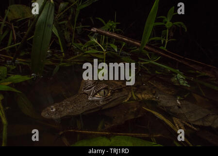 Un jeune caïman à lunettes (Caiman crocodilus) au bord de l'eau attendent la proie de venture fermer. Du parc national Yasuni, en Equateur. Banque D'Images