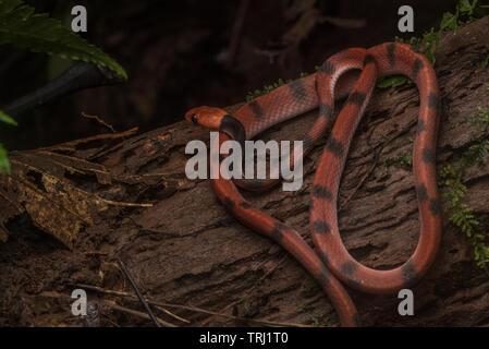 Un serpent tropical télévision (Siphlophis compressus) enroulé sur un journal dans les basses terres de forêt tropicale de l'Équateur. Banque D'Images