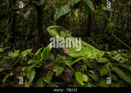 Enyalioides laticeps, le lézard en bois Amazon assis sur une branche dans le Parc National Yasuní en Equateur's Amazon rainforest. Banque D'Images