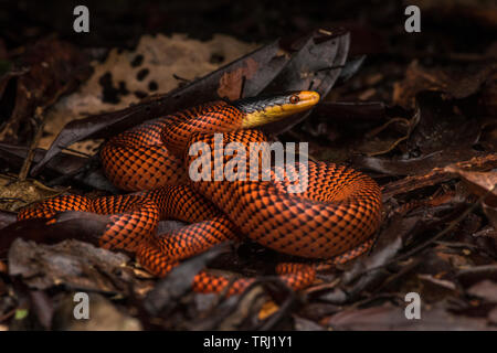 Serpent Calico à tête jaune (Oxyrhopus formosus) un beau serpent de parc national Yasuni de l'Équateur dans la jungle amazonienne. Banque D'Images