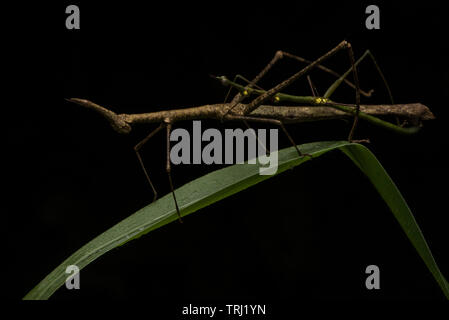 Une paire de bâtons de saut à l'accouplement, ces sont un type de sauterelle qui ressemblent à des insectes stick. De Yasuni, en Equateur. Banque D'Images