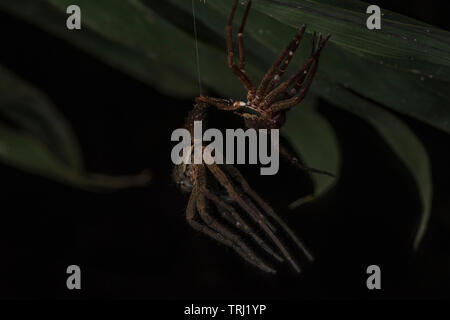 Une araignée sort de son ancien exosquelette, il jette l'ancien et devient de plus en plus après. Banque D'Images