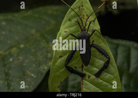 Feuille d'un putois bug (Coréidés) famille de parc national Yasuni en Equateur. Banque D'Images