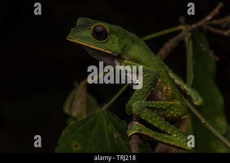 Phyllomedusa tarsius, la grenouille feuille tarsier d'Amérique du Sud. Celui-ci a été photographié dans le parc national Yasuní. Banque D'Images