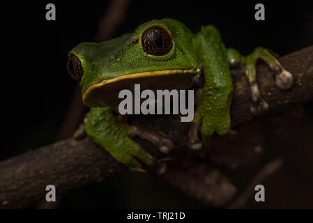 Phyllomedusa tarsius, la grenouille feuille tarsier d'Amérique du Sud. Celui-ci a été photographié dans le parc national Yasuní. Banque D'Images