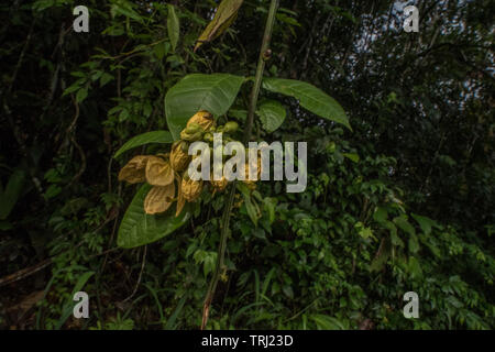 Un gingembre sauvage (Zingiberaceae) poussant dans la forêt amazonienne de l'Équateur. Banque D'Images