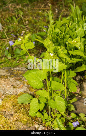 L'alliaire officinale (Alliaria petiolata) Banque D'Images