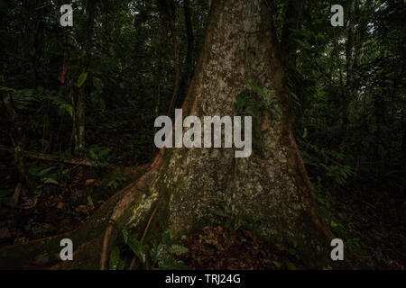 La étayée système racinaire d'un arbre immense en Amazonie équatorienne, photographié dans le parc national Yasuni, en Equateur. Banque D'Images