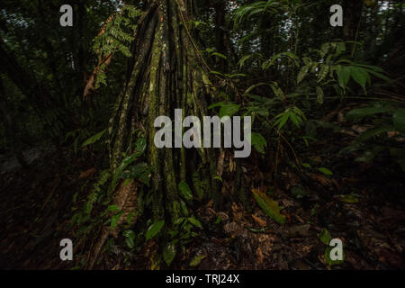 Le système racinaire d'un palm à pied dans la forêt tropicale de l'Amazonie en Equateur. Banque D'Images